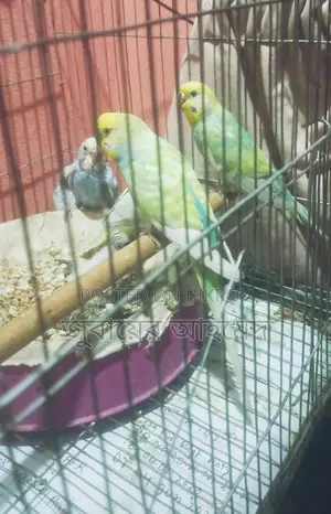 Pair of Running Budgies for Sale
