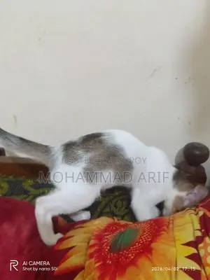 বিড়াল এডপ্ট