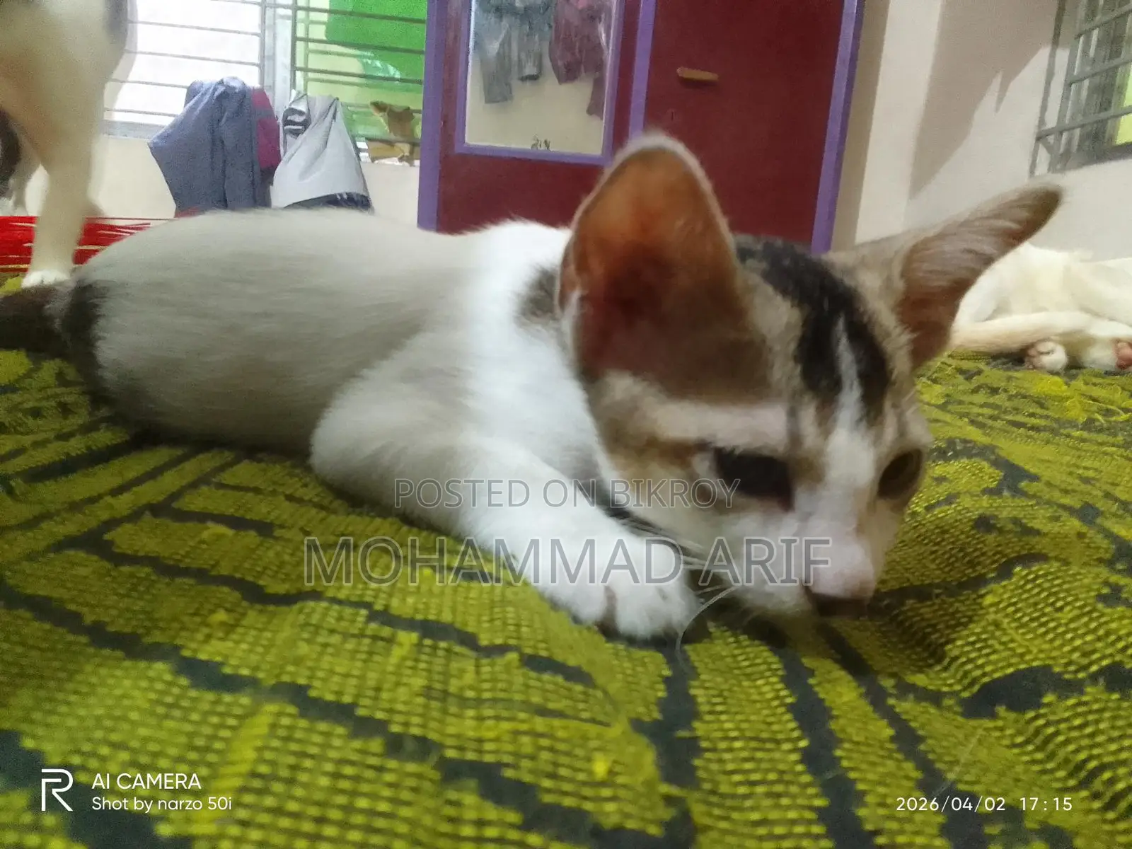 বিড়াল এডপ্ট
