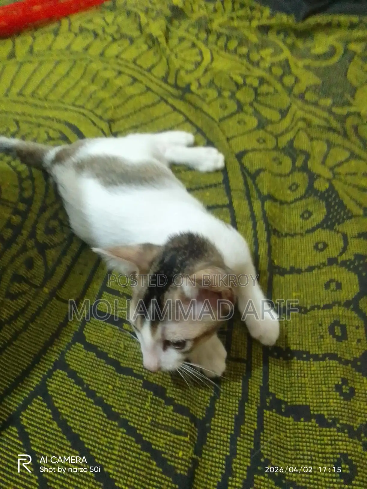 বিড়াল এডপ্ট