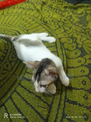 বিড়াল এডপ্ট