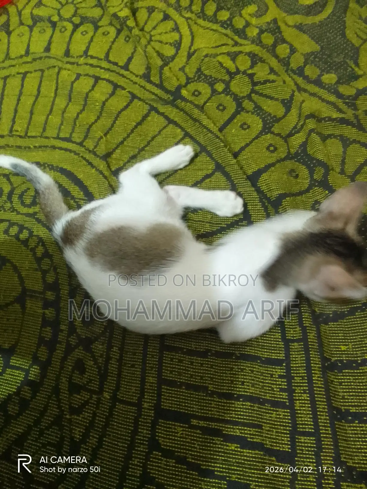 বিড়াল এডপ্ট