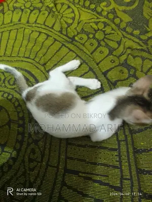 বিড়াল এডপ্ট