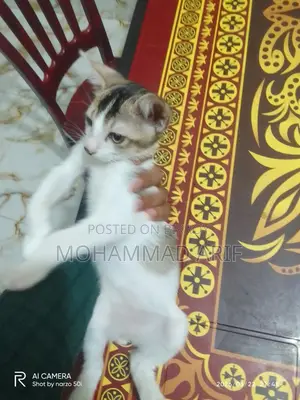বিড়াল এডপ্ট