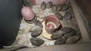 কোয়েল পাখি