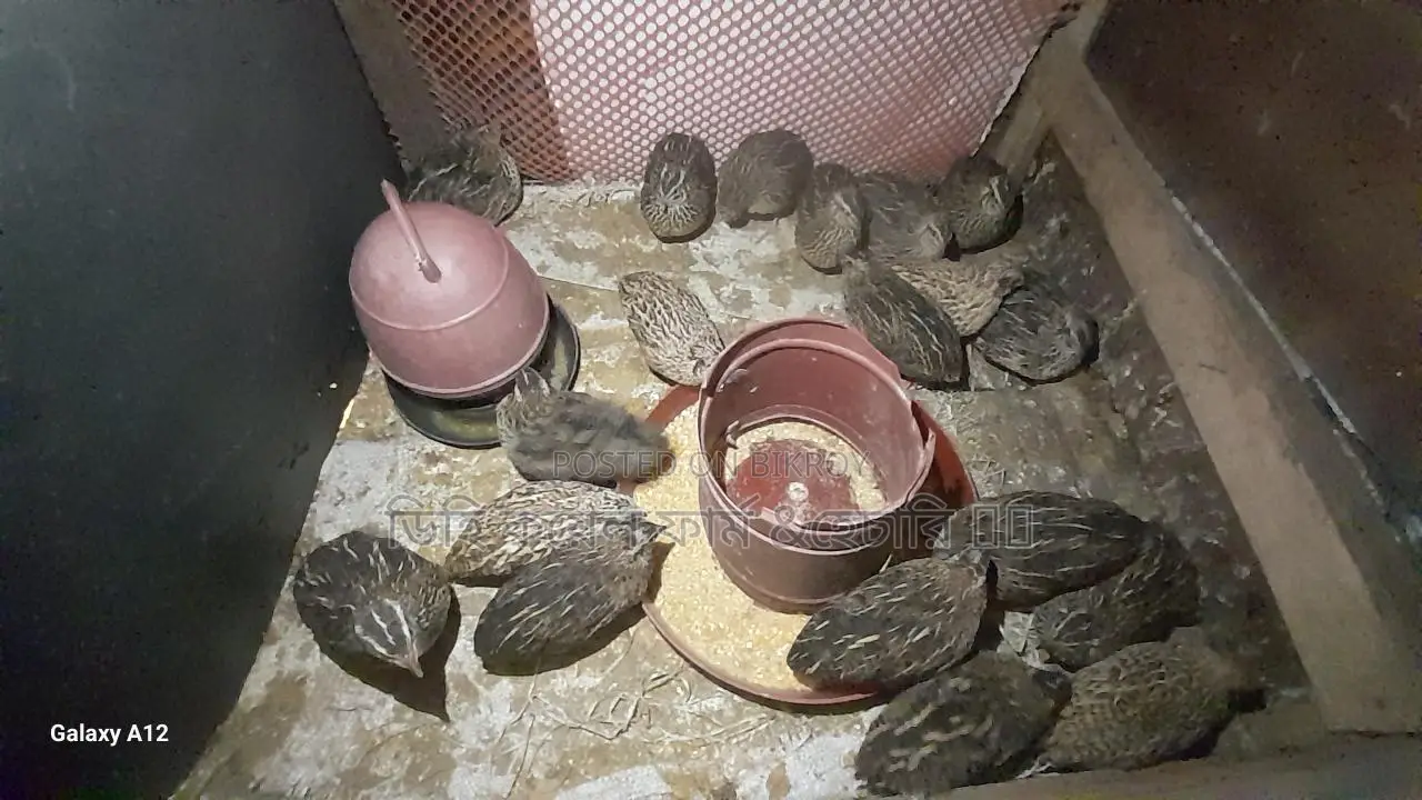 কোয়েল পাখি