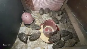কোয়েল পাখি