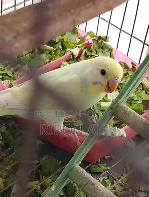 Budgie 2 Pieces