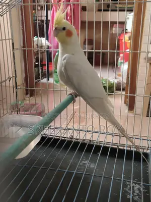 Male Lutino Cocatail