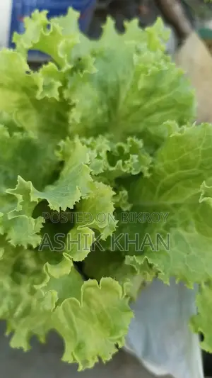 লেটুস পাতা