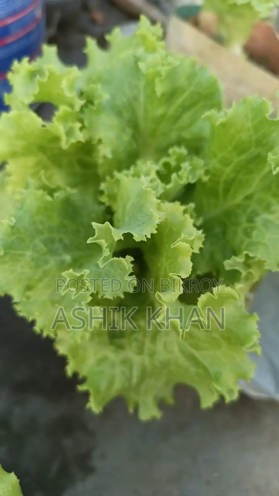 লেটুস পাতা