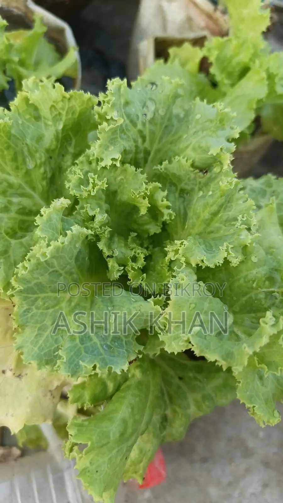 লেটুস পাতা