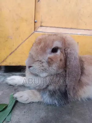 Healthy "French Lop Ear" Mother Rabbit and Babies for Sale