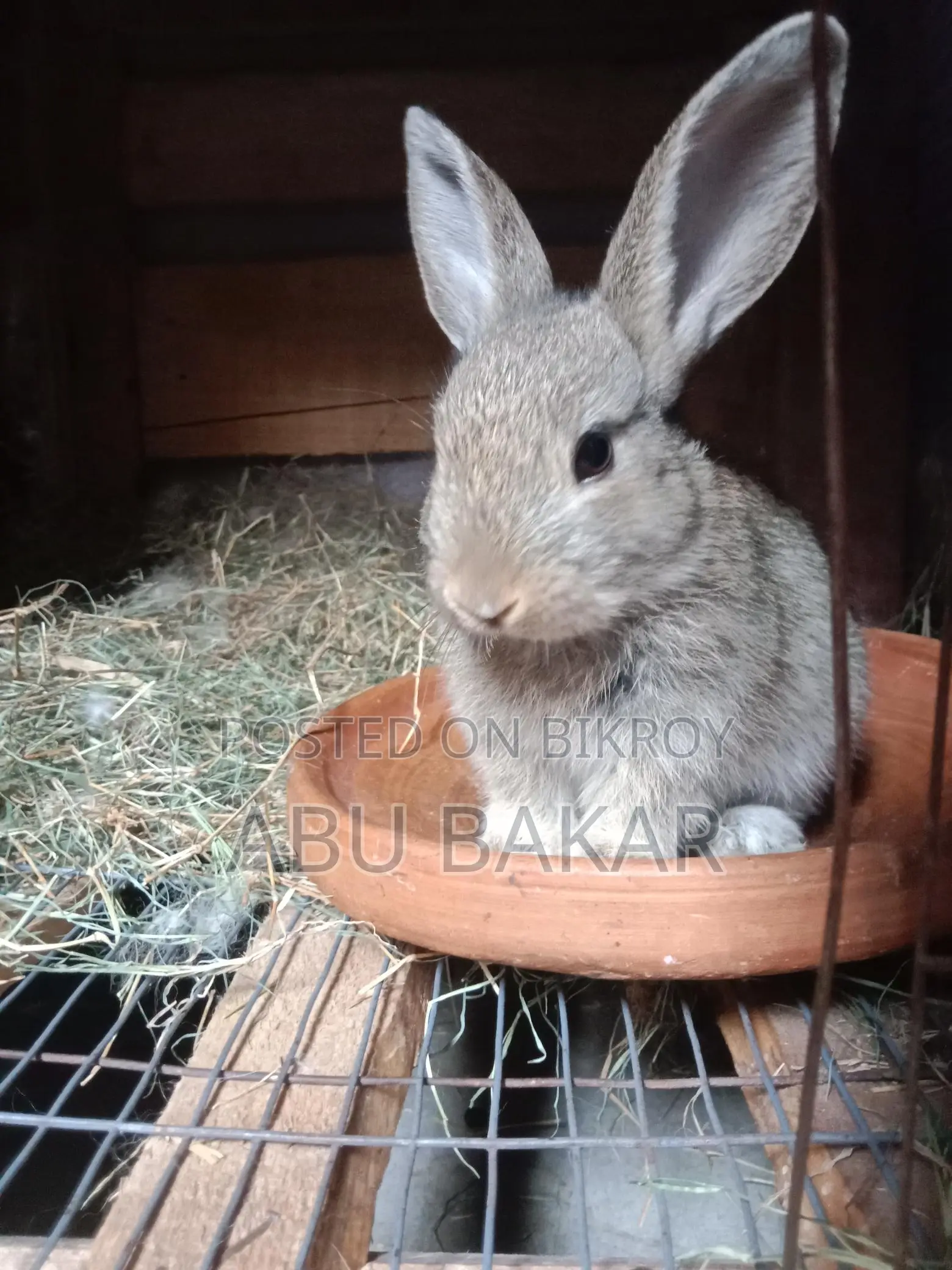 Healthy "French Lop Ear" Mother Rabbit and Babies for Sale