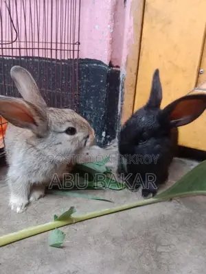 Healthy "French Lop Ear" Mother Rabbit and Babies for Sale