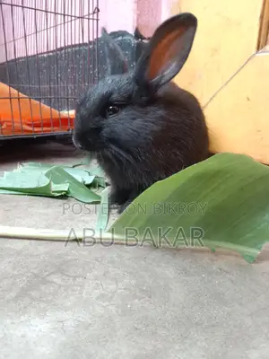 Healthy "French Lop Ear" Mother Rabbit and Babies for Sale