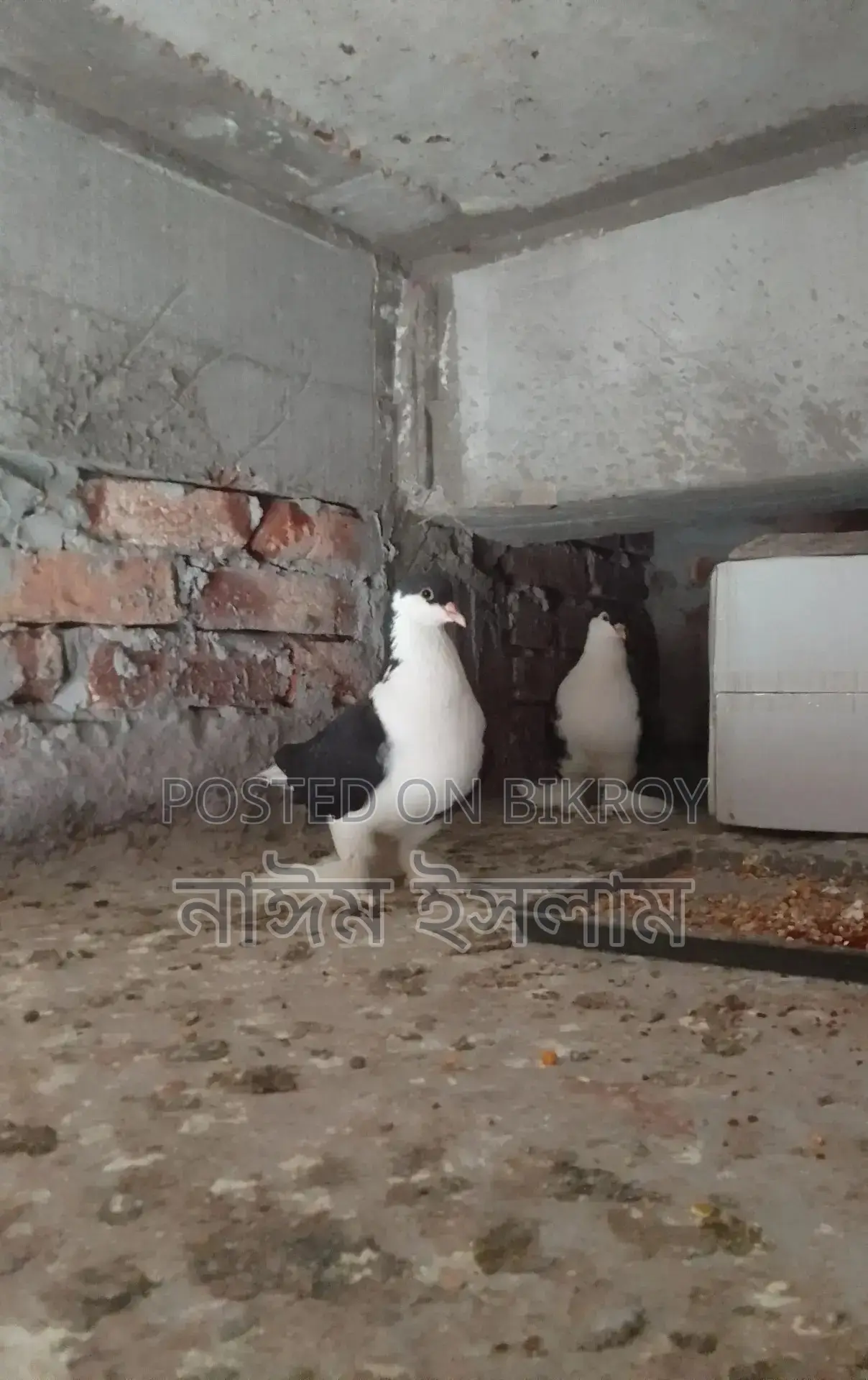 একজোড়া লাহোরি সিরাজি বিক্রি করা হবে