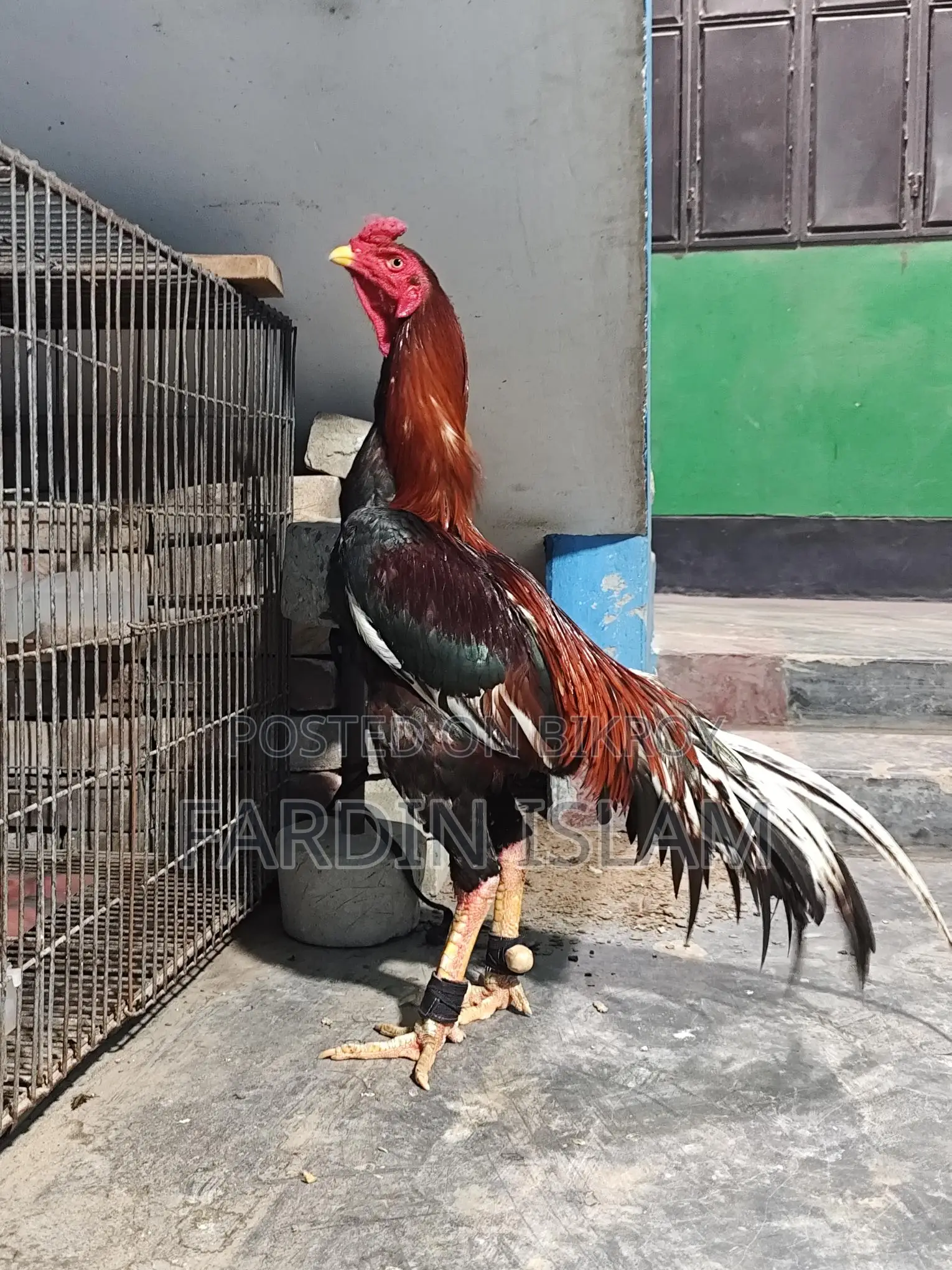 আসলি মোরক মুরগী
