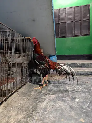 আসলি মোরক মুরগী