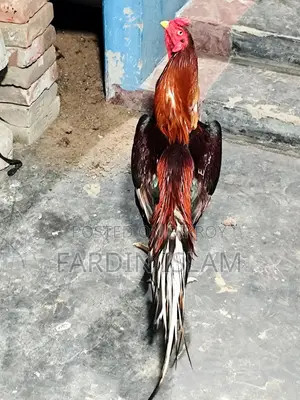 আসলি মোরক মুরগী