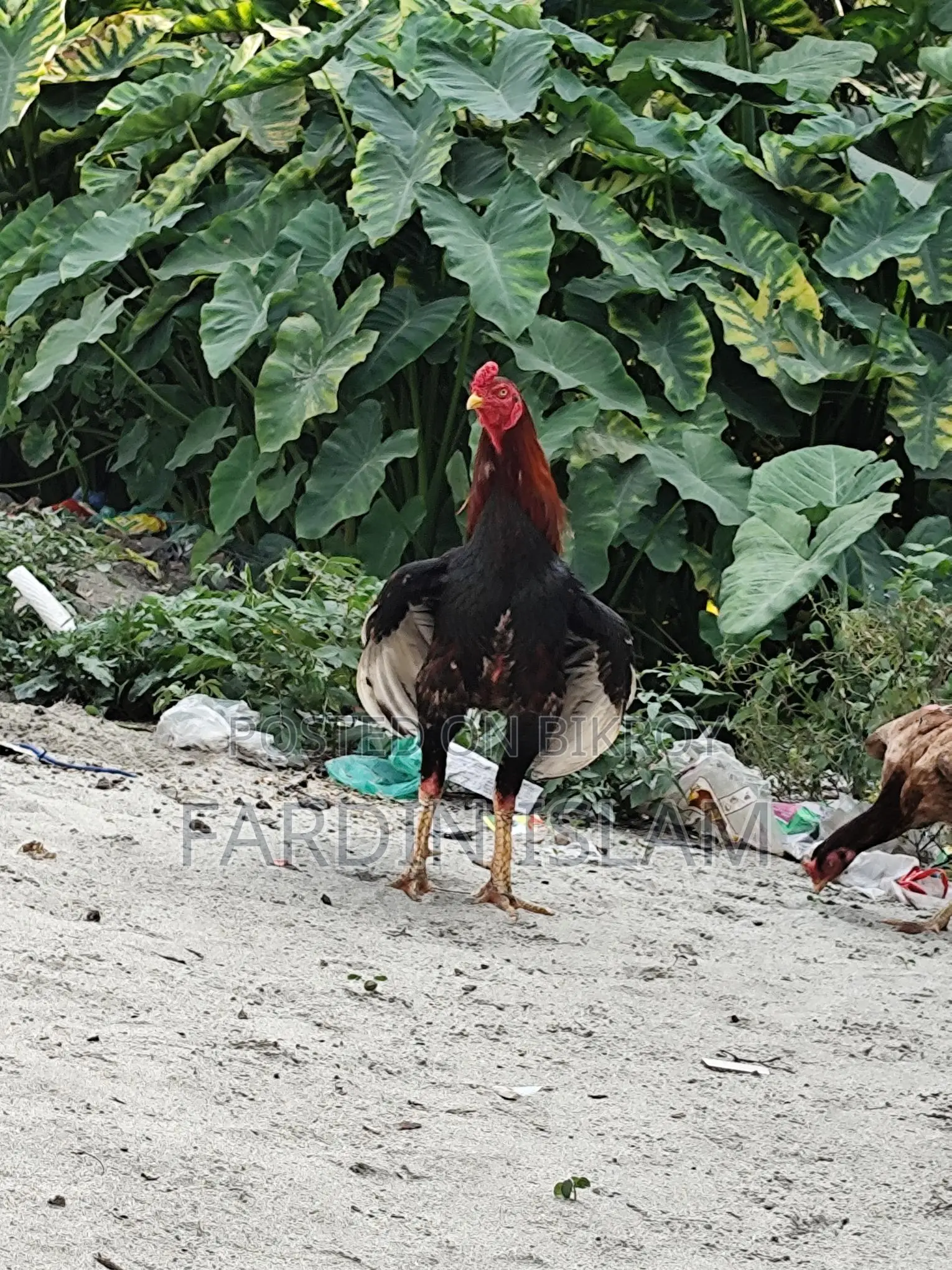 আসলি মোরক মুরগী