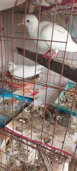 Dove Bird for Sale
