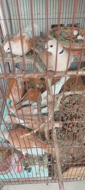 Dove Bird for Sale