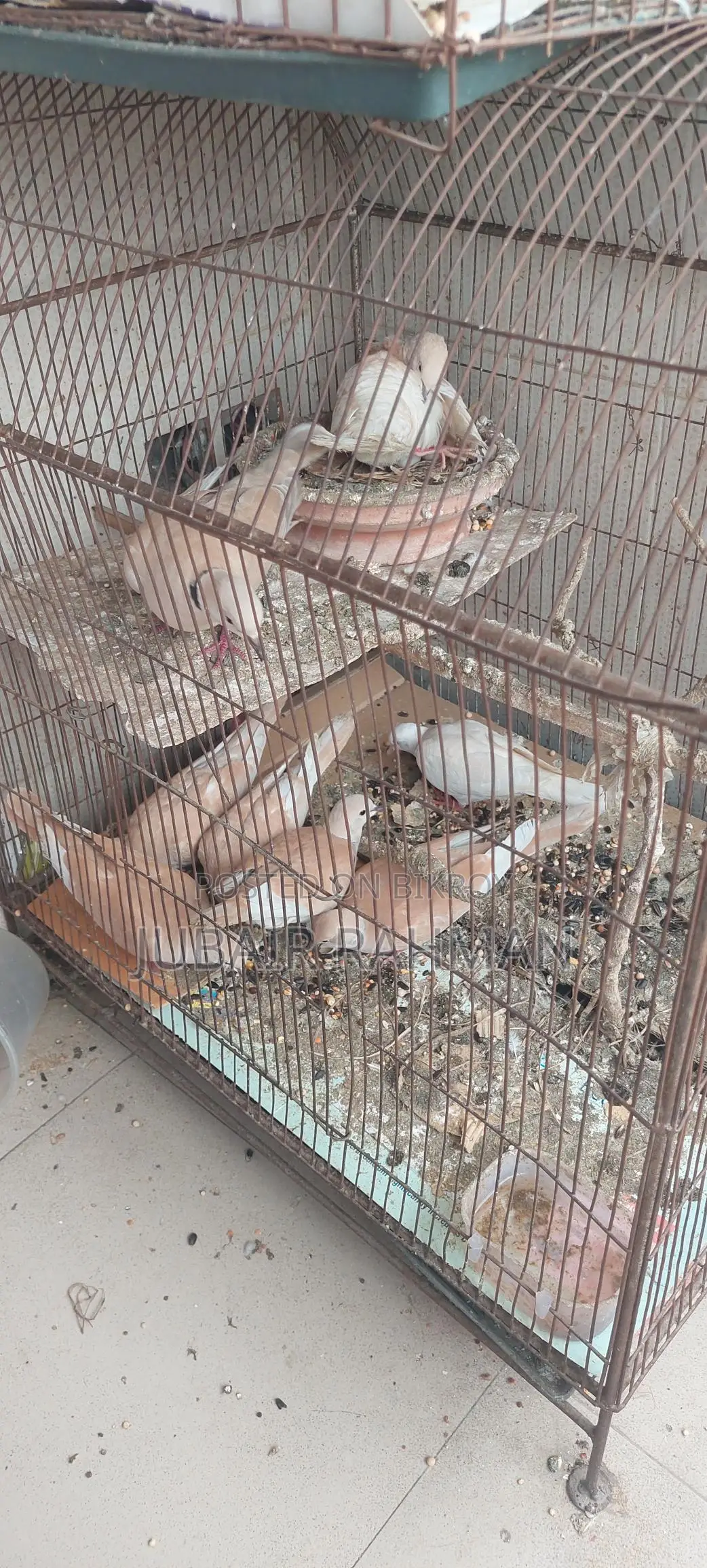 Dove Bird for Sale