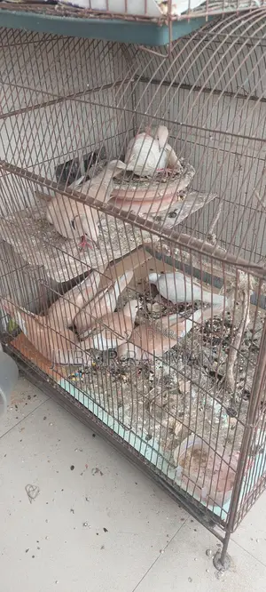 Dove Bird for Sale