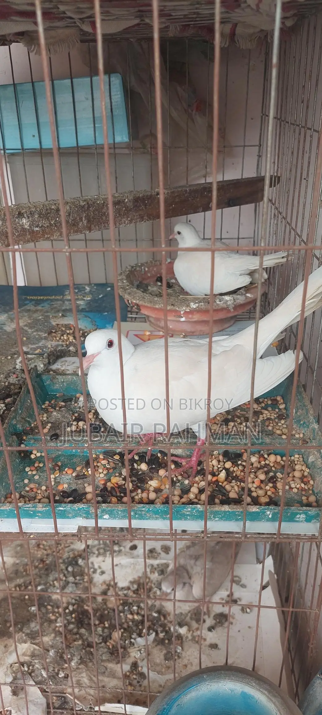 Dove Bird for Sale