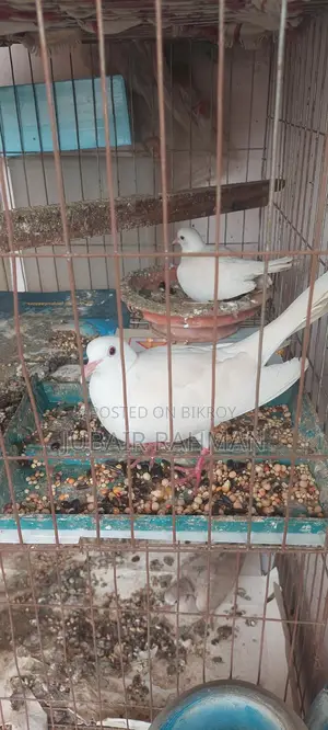 Dove Bird for Sale