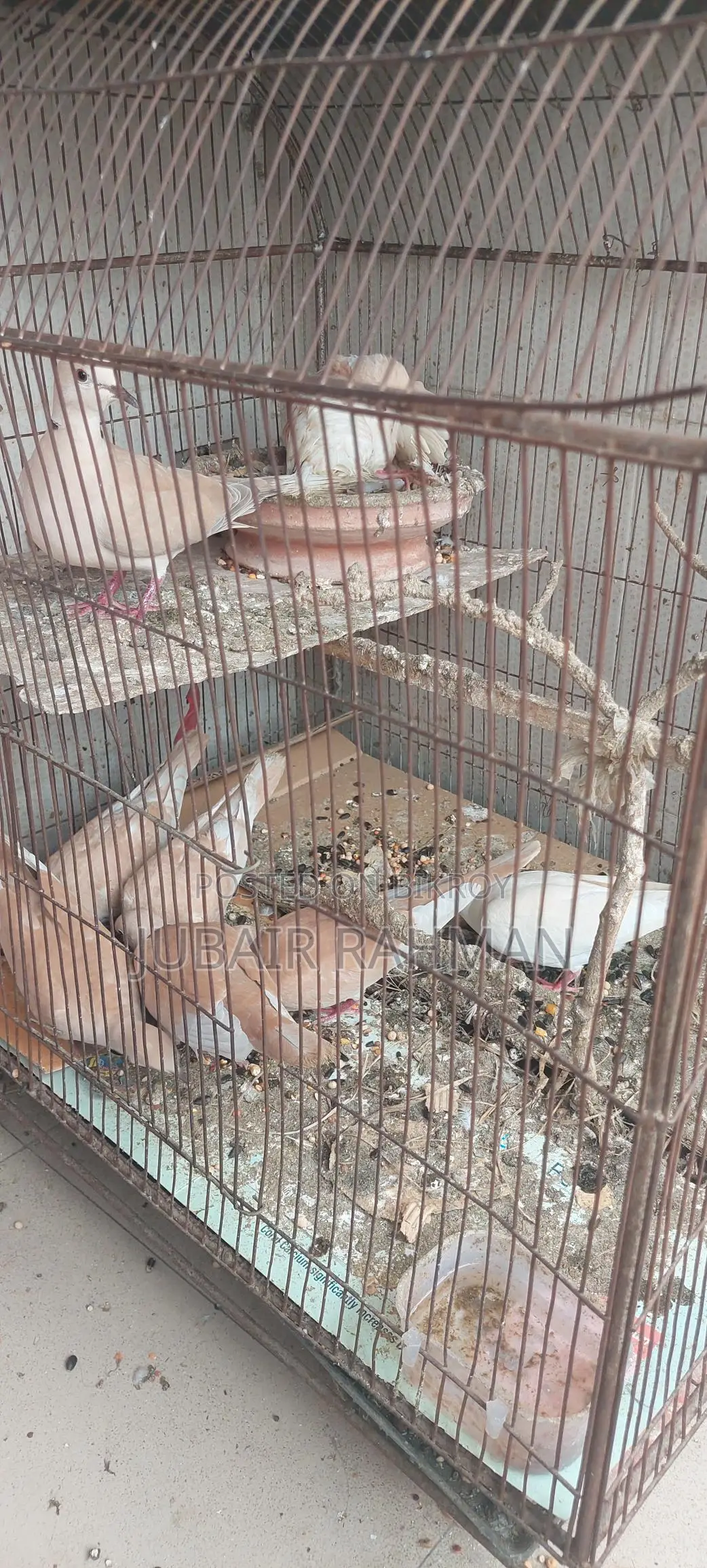 Dove Bird for Sale