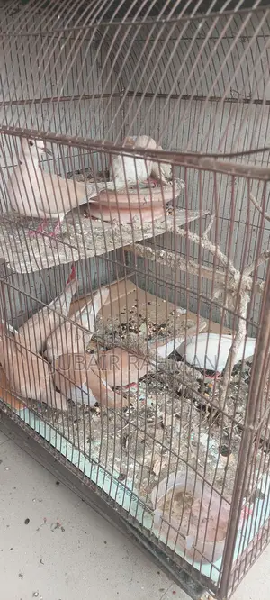 Dove Bird for Sale
