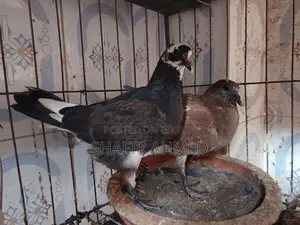 Golla Kobutor