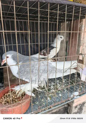 সিরাজী+ফেনসি
