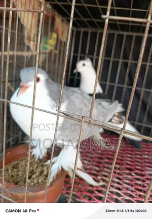 সিরাজী+ফেনসি