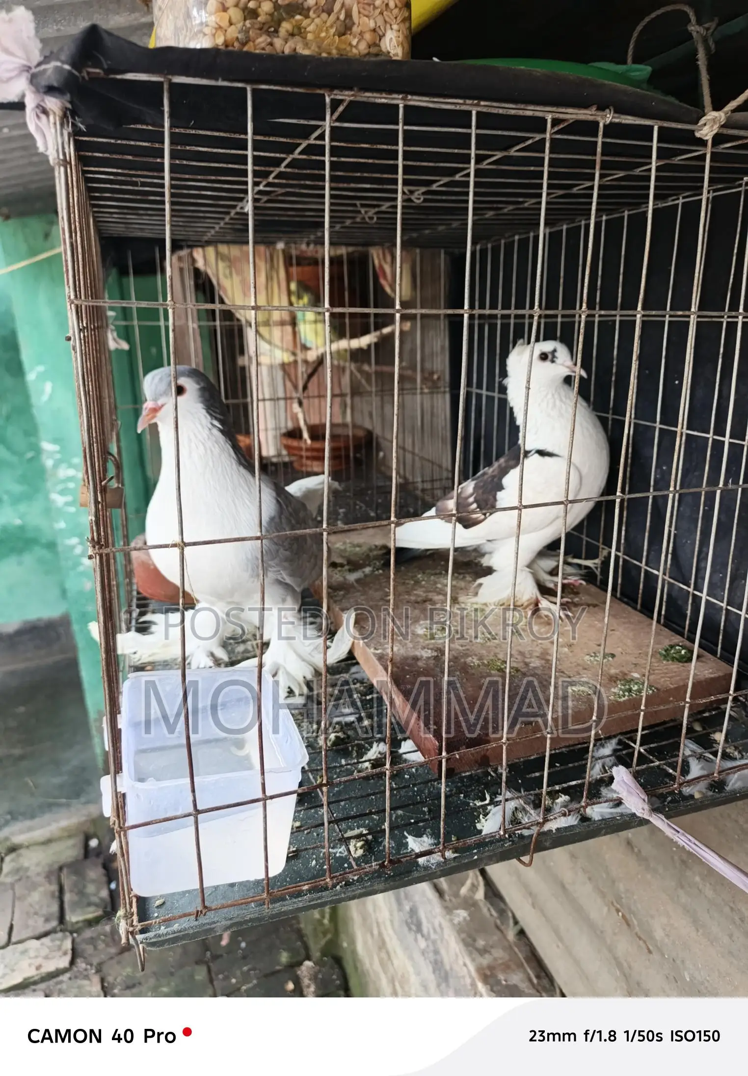 সিরাজী+ফেনসি