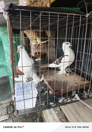 সিরাজী+ফেনসি