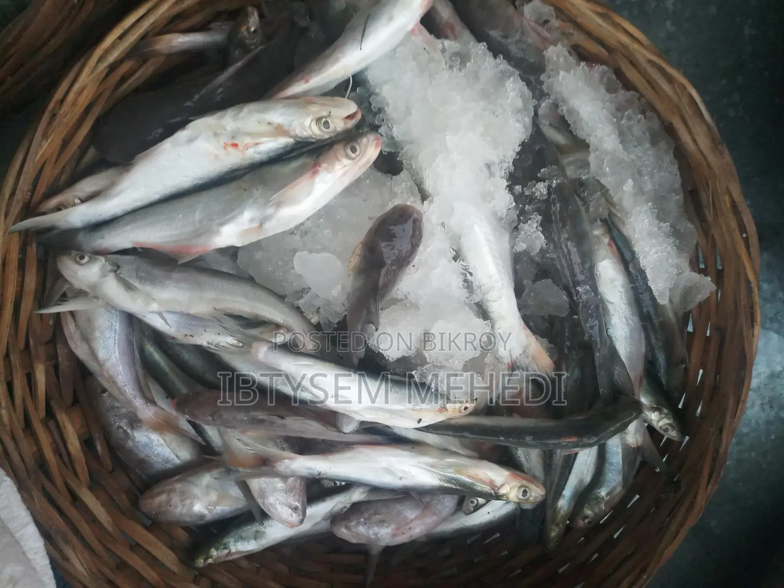 Absolutely Fresh Padma River Fish