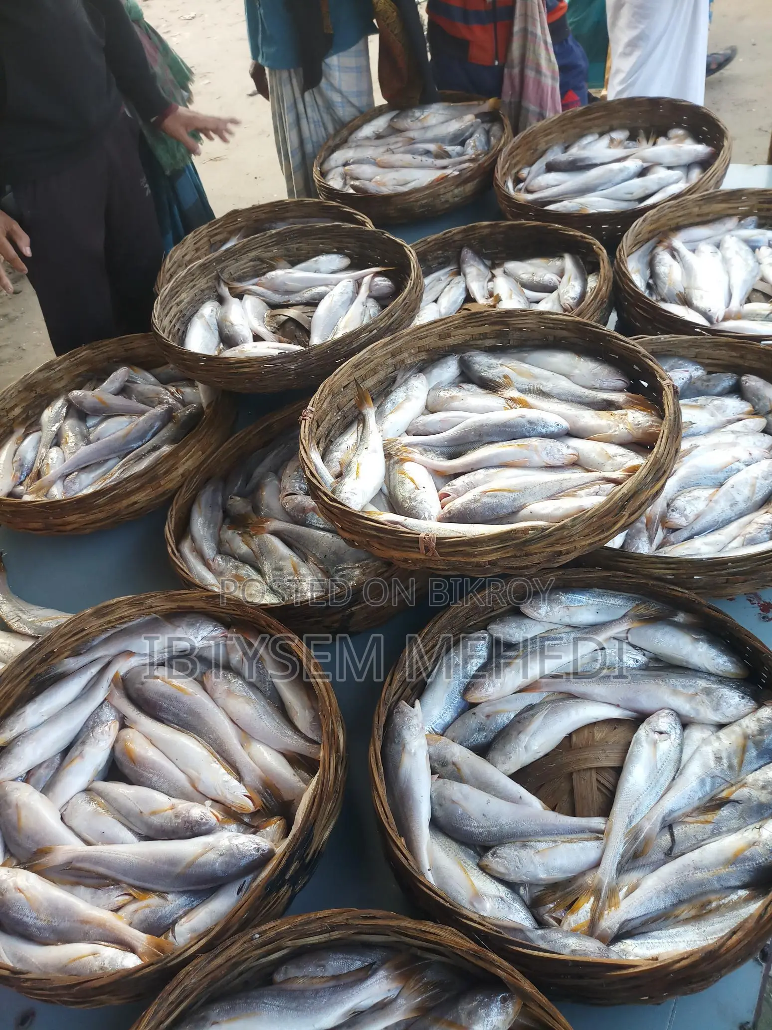 Absolutely Fresh Padma River Fish