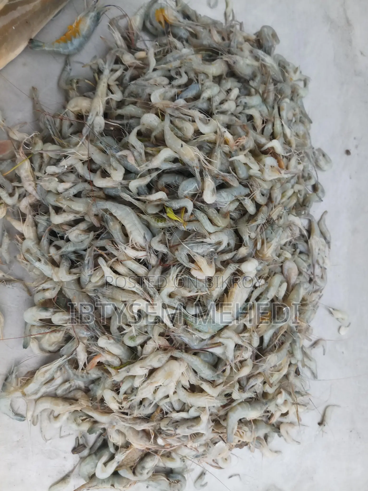 Absolutely Fresh Padma River Fish