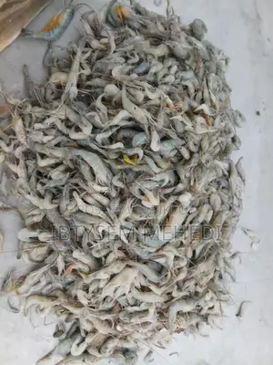 Absolutely Fresh Padma River Fish