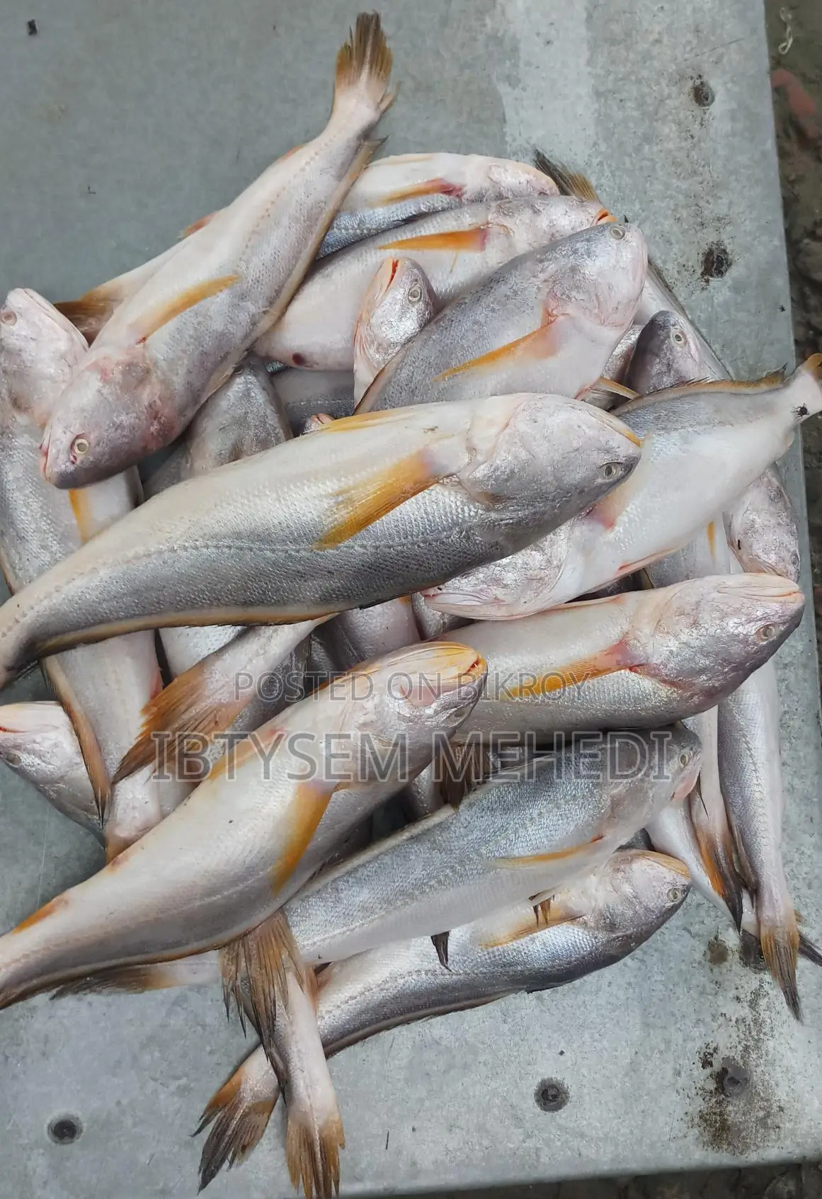 Absolutely Fresh Padma River Fish