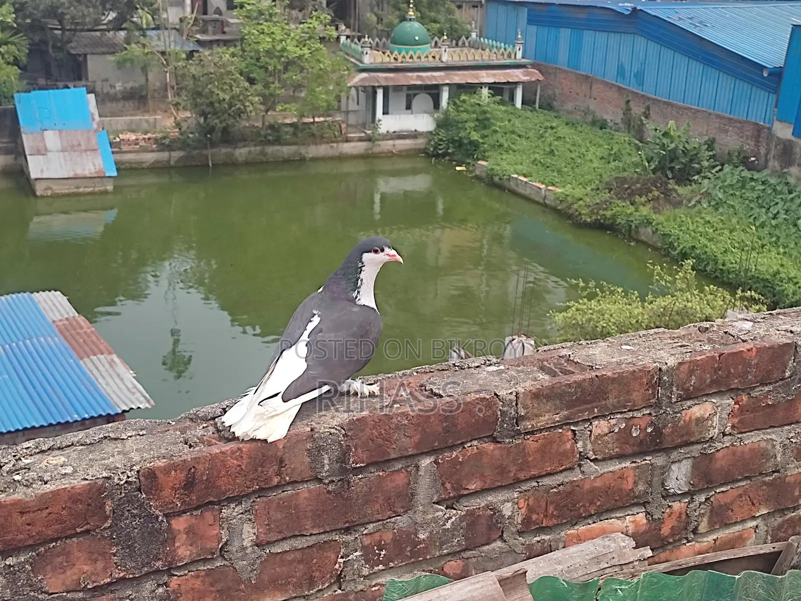 Siraji Cross Male Pigeon for Sale