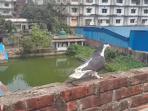 Siraji Cross Male Pigeon for Sale