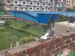 Siraji Cross Male Pigeon for Sale