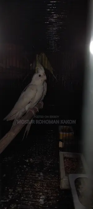 Cockatiel for Sell