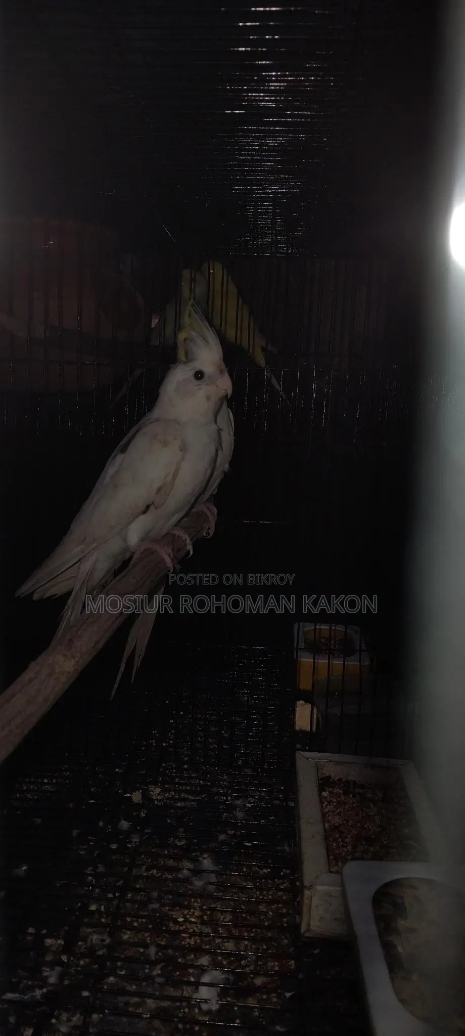 Cockatiel for Sell