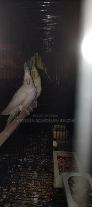 Cockatiel for Sell