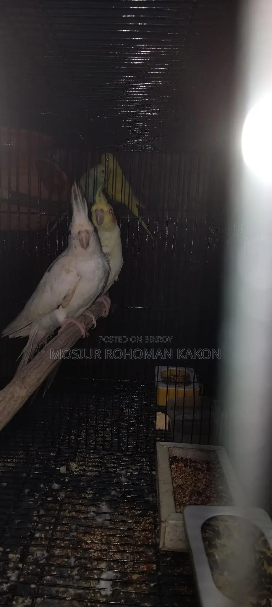 Cockatiel for Sell